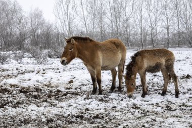 Przewalski 'nin atı. Güzel bekar Przewalski 'nin atı kışın vahşi bozkırda..