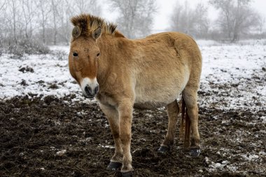 Przewalski 'nin atı. Güzel bekar Przewalski 'nin atı kışın vahşi bozkırda..