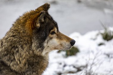 Karlı ormanda gri kurt.