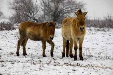Przewalski 'nin atı. Güzel bekar Przewalski 'nin atı kışın vahşi bozkırda..