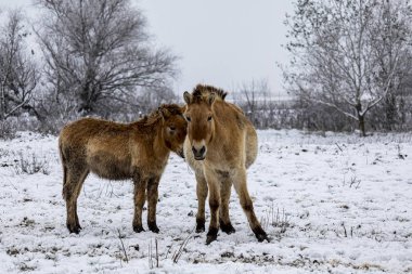 Przewalski 'nin atı. Güzel bekar Przewalski 'nin atı kışın vahşi bozkırda..