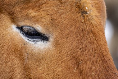 Przewalski 'nin atı. Güzel bekar Przewalski 'nin atı kışın vahşi bozkırda..
