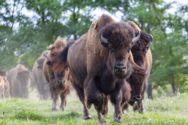 Troupeau Bisons Europe Bison Bonasus Courant Sur Prairie — Photo