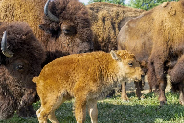 European Bison Bison Bonasus Meadow — Stock Photo, Image