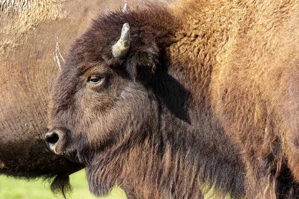 European Bison Bison Bonasus Meadow — Stock Photo, Image