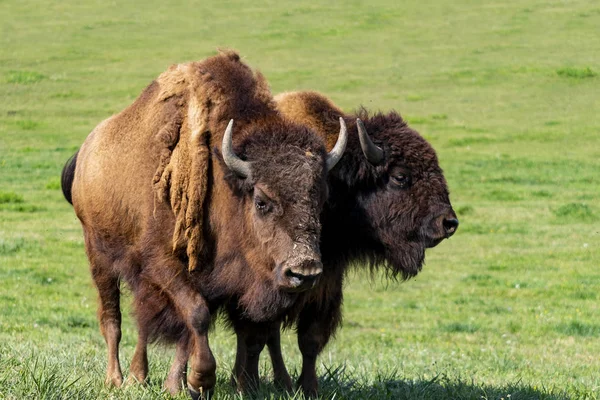 Bison Europe Bison Bonasus Dans Prairie — Photo