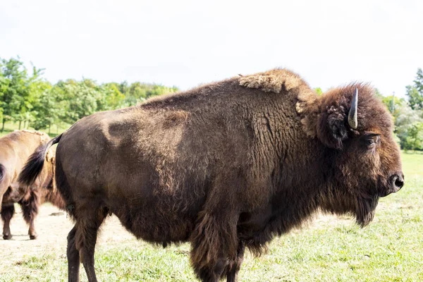European Bison Bison Bonasus Meadow — Stock Photo, Image