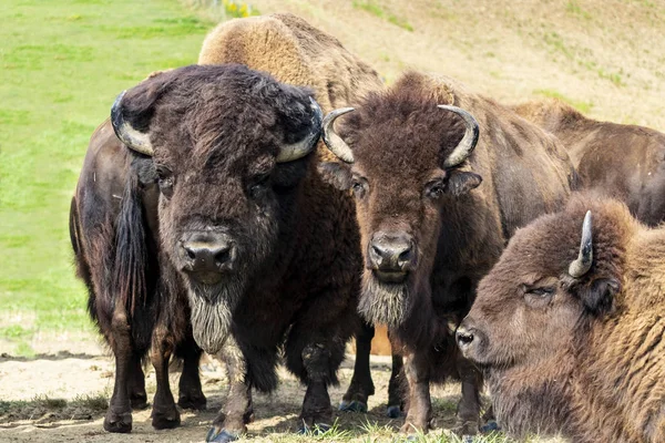 Bison Europe Bison Bonasus Dans Prairie — Photo