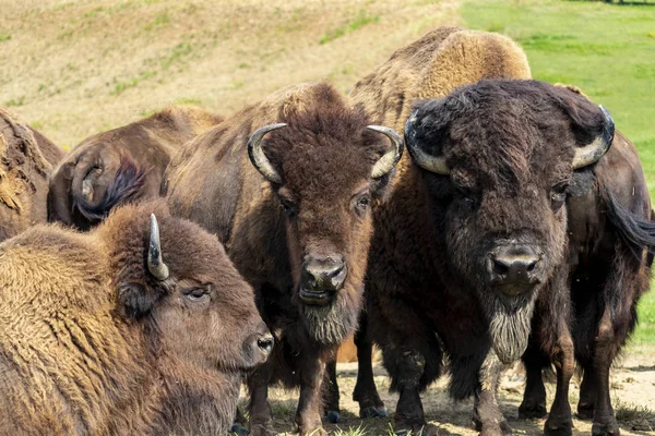 European Bison Bison Bonasus Meadow — Stock Photo, Image