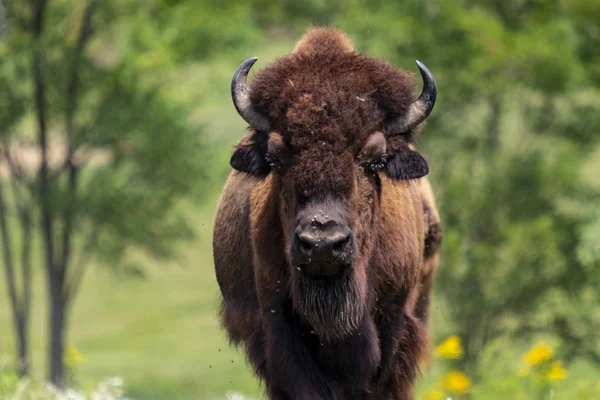 European Bison Bison Bonasus Meadow — Stock Photo, Image