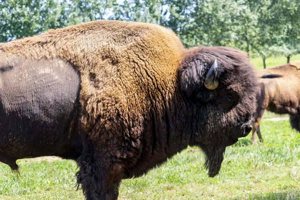 European Bison Bison Bonasus Meadow — Stock Photo, Image
