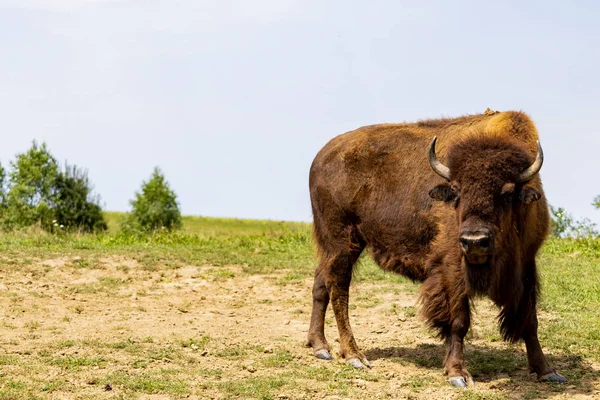 Evropský Bizon Bizon Bonasus Louce — Stock fotografie