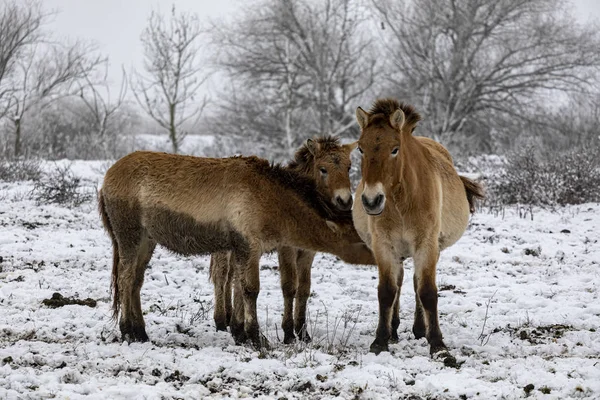 Przewalskis Horse Beautiful Single Przewalski Horse Wild Steppe Nature Reserve — Stock Photo, Image