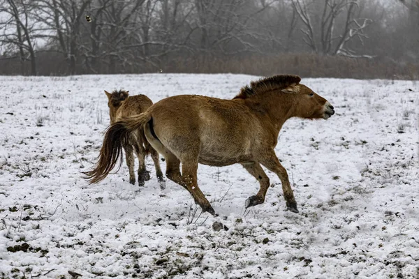 Przewalski馬 冬の自然保護区の野生の草原で美しいシングルPrzewalskiの馬 — ストック写真