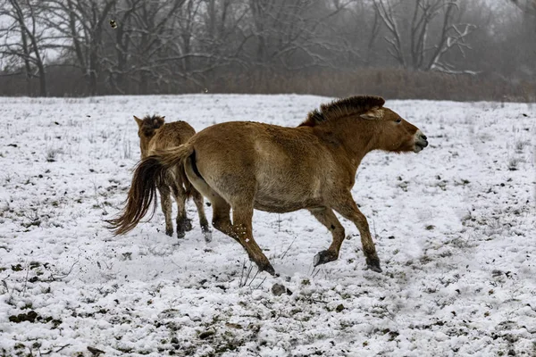 Cheval Przewalskis Beau Cheval Przewalski Simple Dans Steppe Sauvage Dans — Photo