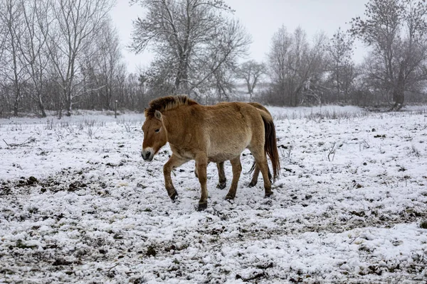 Przewalski 'nin atı. Güzel bekar Przewalski 'nin atı kışın vahşi bozkırda..
