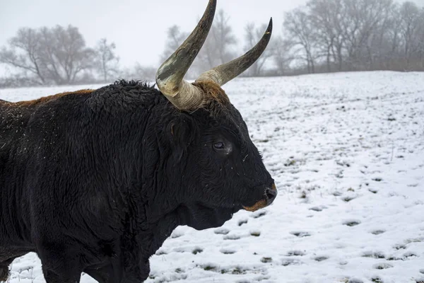 Heck Cattle Bos Primigenius Taurus Bull Pasture Late Evening Attempt — Stock Photo, Image