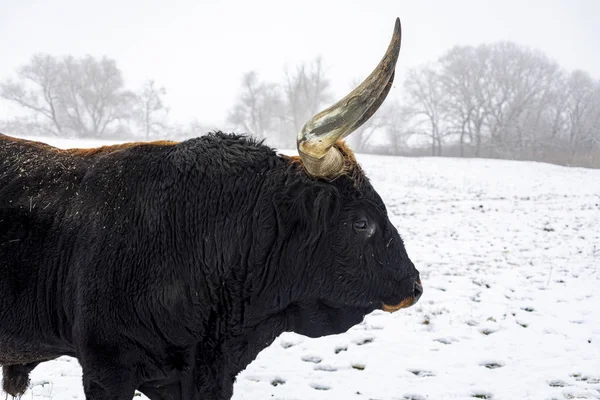 Heck Bovins Bos Primigenius Taurus Taureau Dans Pâturage Fin Soirée — Photo