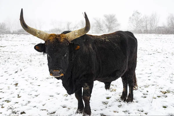 匈牙利无性繁殖国家公园 一头黄牛在深夜在牧场上试图繁殖已绝种的金牛 — 图库照片