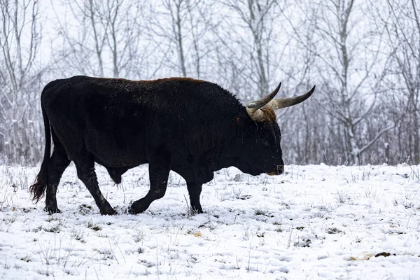 Heck Cattle Bos Primigenius Taurus Bull Pasture Late Evening Attempt — Stock Photo, Image