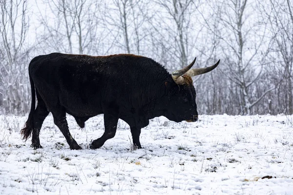 Heck Bovins Bos Primigenius Taurus Taureau Dans Pâturage Fin Soirée — Photo