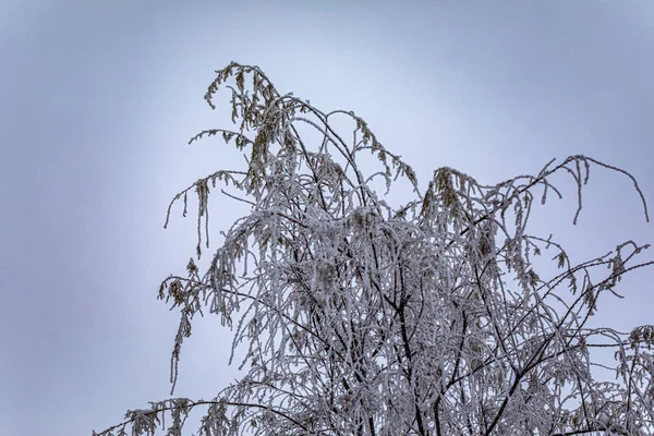 Zimą Mgła Zamarzła Gałęziach Drzew — Zdjęcie stockowe