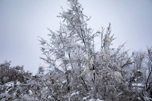 Zimą Mgła Zamarzła Gałęziach Drzew — Zdjęcie stockowe