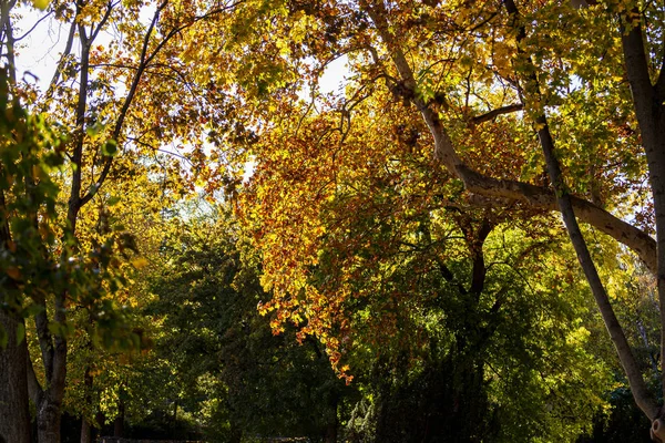 Höstens Natur Levande Morgon Den Färgstarka Parken Med Grenar Träd — Stockfoto