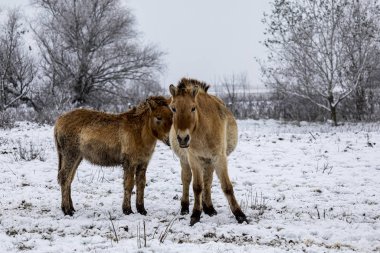 Przewalski 'nin atı. Güzel bekar Przewalski 'nin atı kışın vahşi bozkırda..