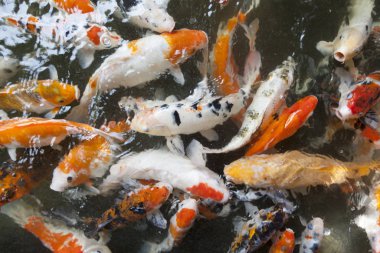 Koi balığı gölette yüzer.