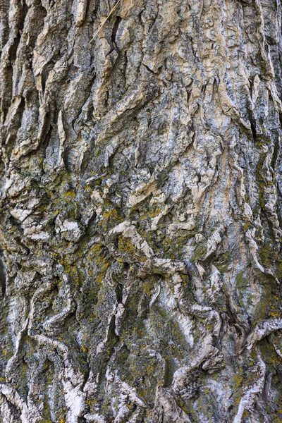 Gros Plan Une Texture Écorce Arbre — Photo