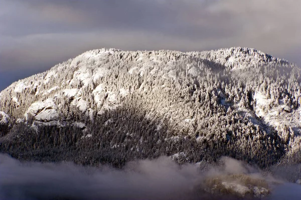 雪に覆われた木々の冬の風景 — ストック写真