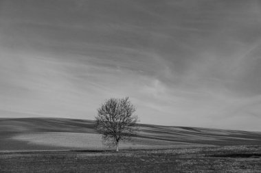 Arka planda ağaç olan güzel bir manzara.