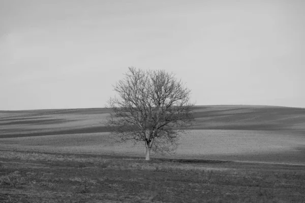 Tarlada Bir Ağacı Olan Güzel Bir Manzara — Stok fotoğraf