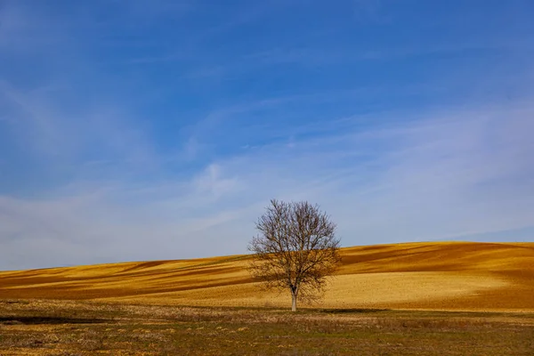 Uma Árvore Solitária Luz Quente Inverno Campo Arado Com Pedaços — Fotografia de Stock