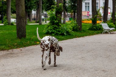 Parktaki köpek