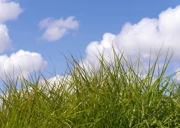 Long grass closeup — Stock Photo, Image