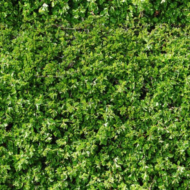 Gardern çit modeli tekrarlamak