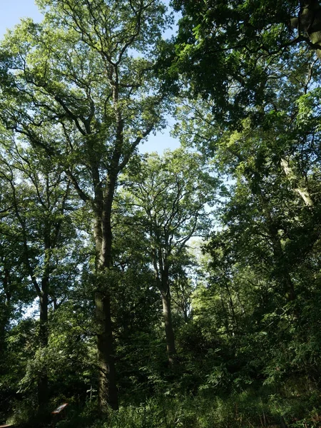 Boom in hout — Stockfoto