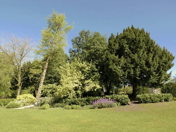 Bäume wachsen im Park — Stockfoto