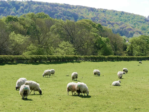 Pâturage des moutons sur les terres agricoles — Photo