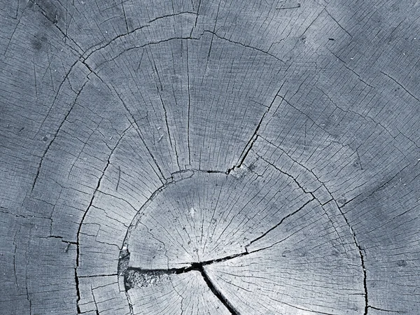 Sección tronco árbol — Foto de Stock