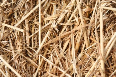 Saman doku yüzey closeup