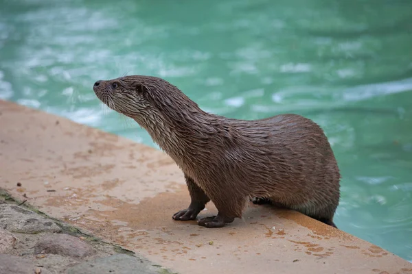Otter junto a la piscina — Foto de Stock