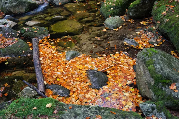 Autumn Leaves op stroom — Stockfoto