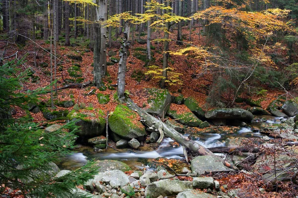 Arroyo en bosque de montaña de otoño — Foto de Stock