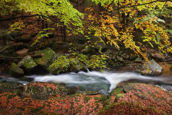 Torrente nella foresta autunnale — Foto Stock