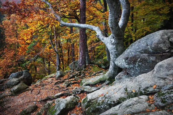 Queda no meio de uma floresta velha — Fotografia de Stock