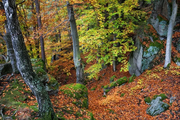 Fjällskog på hösten — Stockfoto