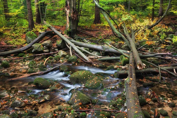 Ström med fallna träd i höst skog — Stockfoto